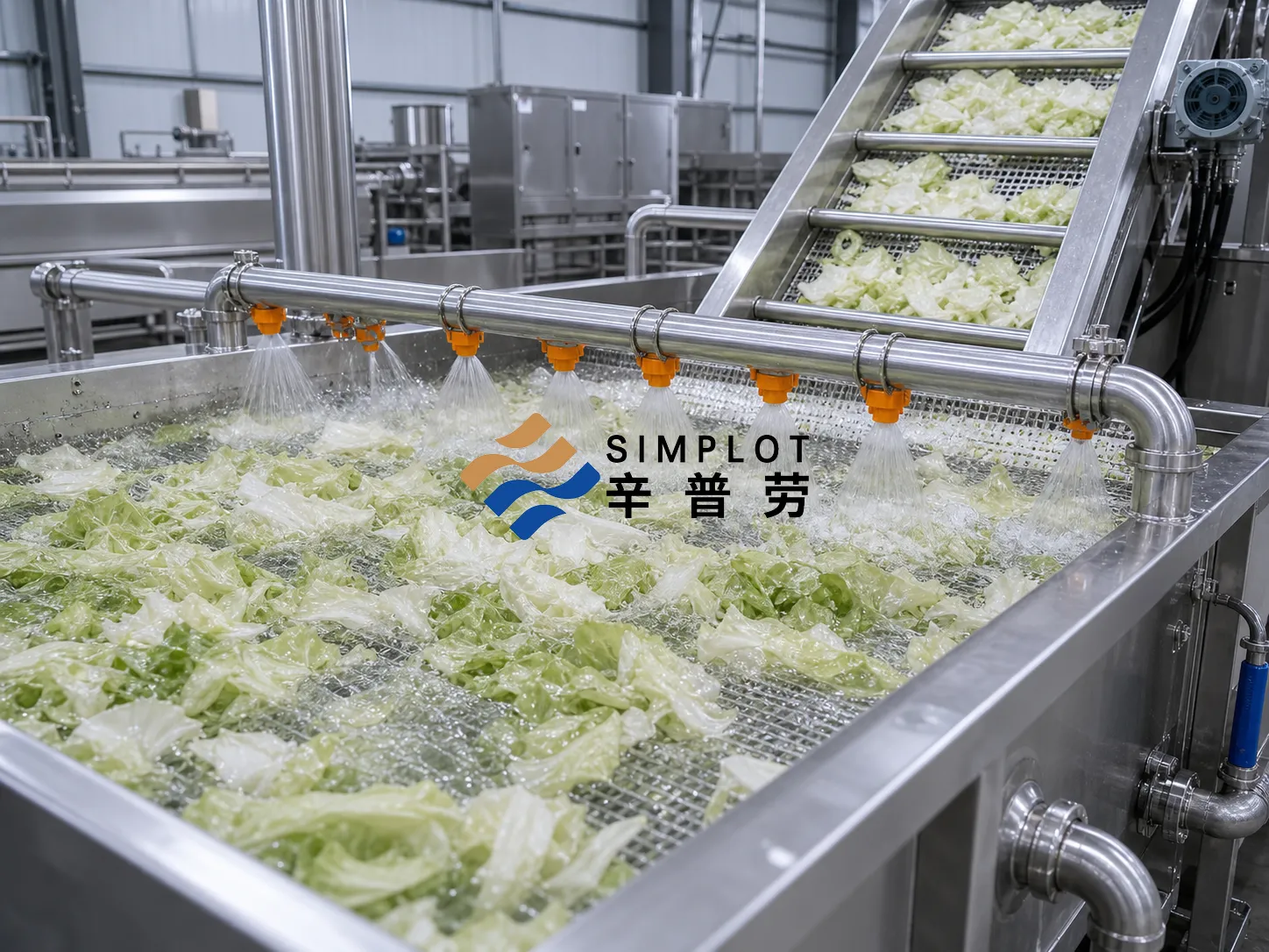 Cabbage Washing Processing Line