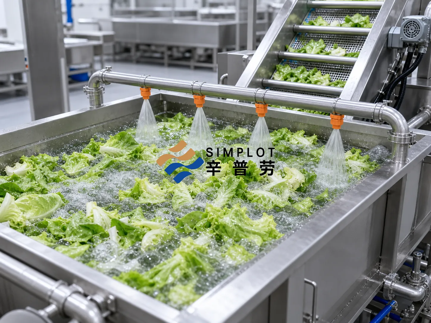 Lettuce Washing Processing Line