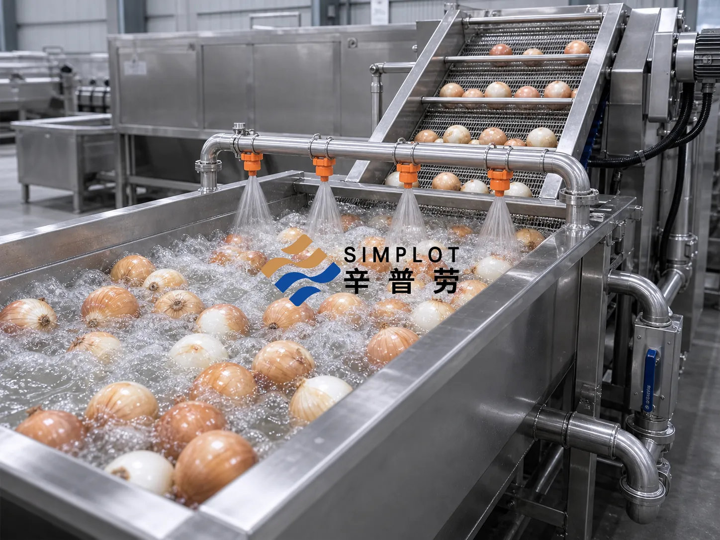 Onion Washing Processing Line