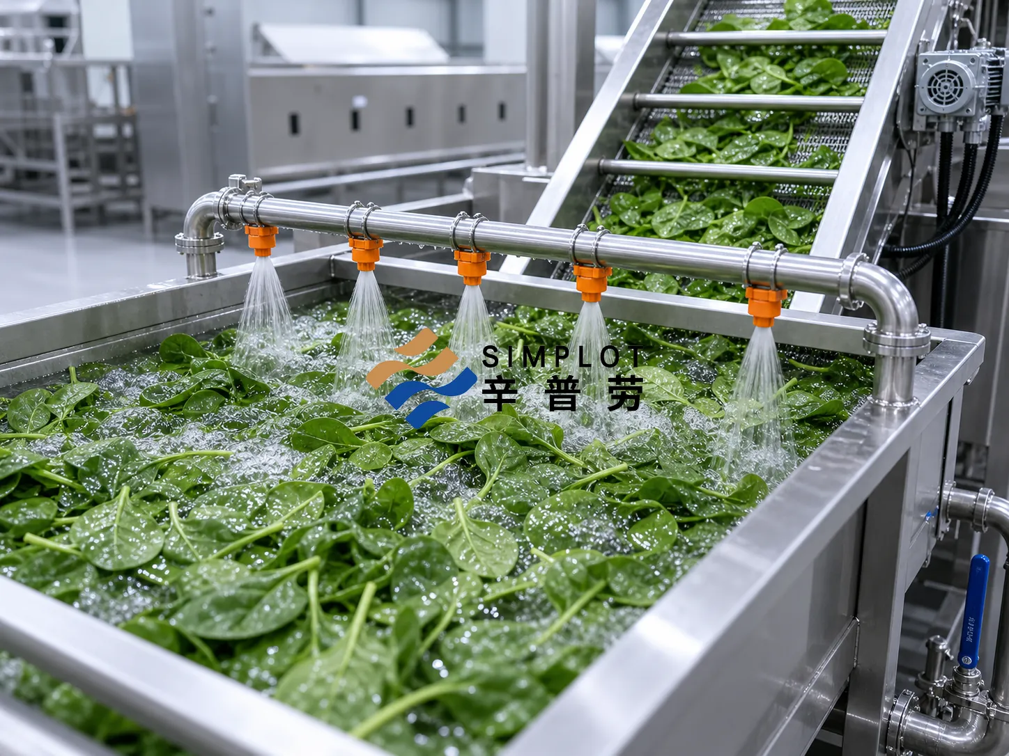 Spinach Washing Processing Line