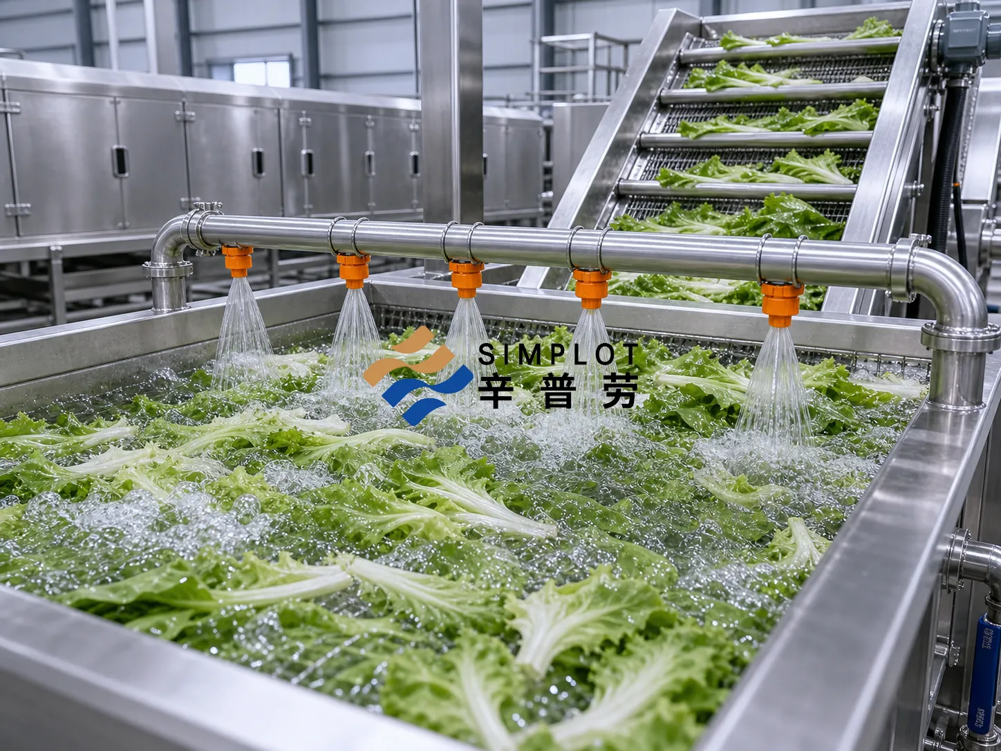 Youmai Lettuce Washing Processing Line